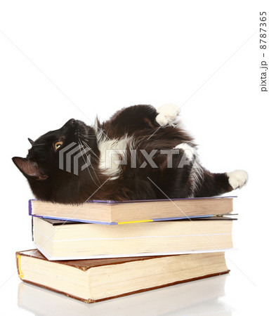 Cat on a pile of books Cat on a pile of books 8787365