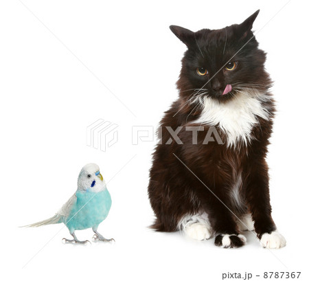Black cat and blue parrot 8787367