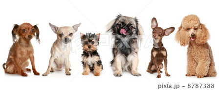 Group of young dogs 8787388