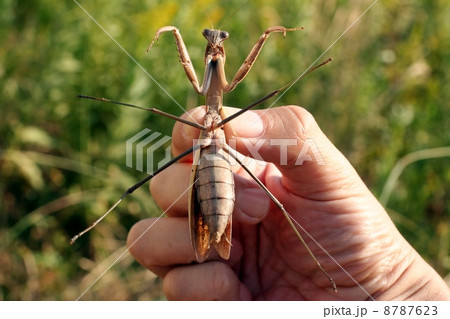 オオカマキリ 8787623