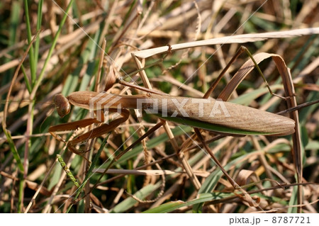 オオカマキリ 8787721