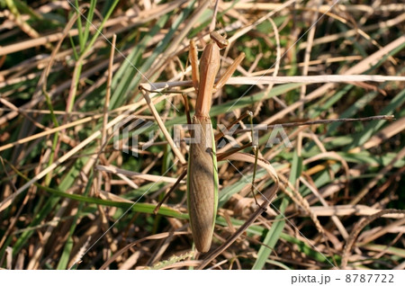 オオカマキリ オオカマキリ 8787722