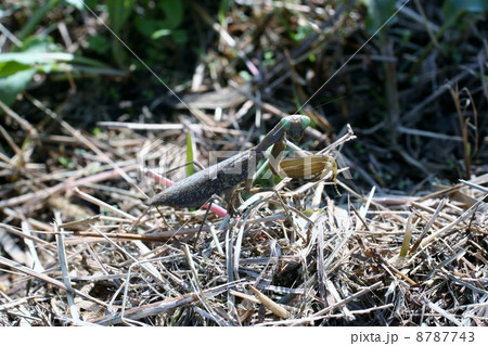ハラビロカマキリ ハラビロカマキリ 8787743