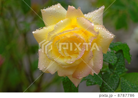 クリームイエローにピンクがのった覆輪のバラの花・ピースに沢山の水滴 クリームイエローにピンクがのった覆輪のバラの花・ピースに沢山の水滴 8787786
