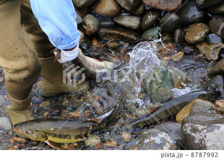 清流那珂川のサケ 8787992