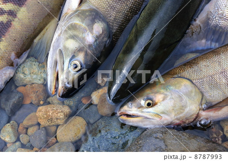 清流那珂川のサケ 8787993