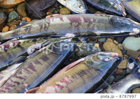 清流那珂川のサケ 8787997