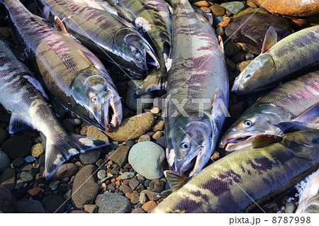 清流那珂川のサケ 8787998