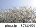 桃　花桃　白 8788459