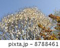 コブシ 8788461