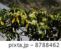 シキミ　花 8788462