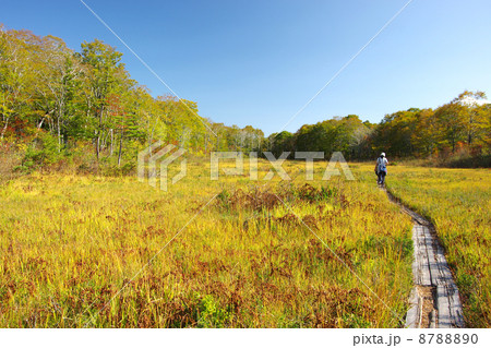 駒止湿原 8788890