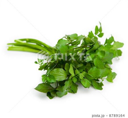 クレソン　白バック 8789164