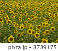 ひまわり畑 8789175