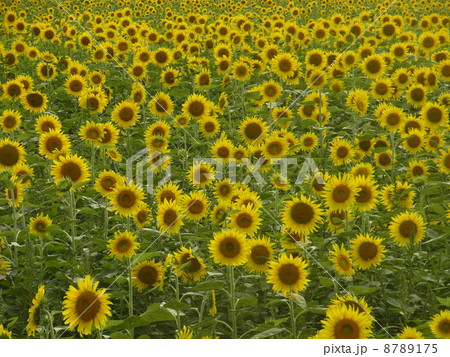 ひまわり畑 8789175