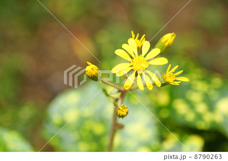 ツワブキの花 ツワブキの花 8790263