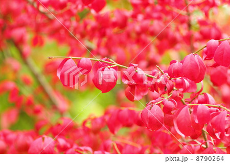 ニシキギ 紅葉 ニシキギ 紅葉 8790264