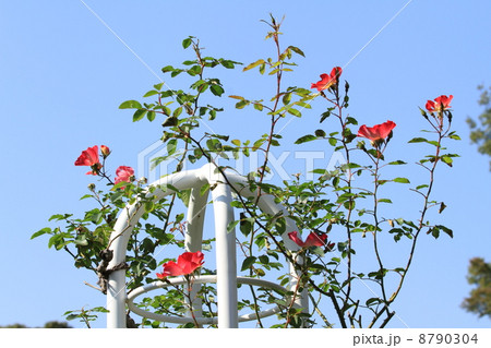旧古河庭園の爽やかな赤色のバラの花・カクテル 旧古河庭園の爽やかな赤色のバラの花・カクテル 8790304