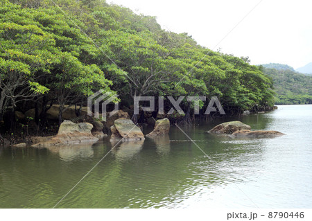 西表島・浦内川 8790446