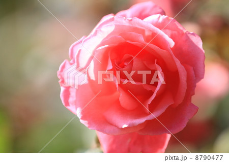 旧古河庭園の爽やかな桃色のバラの花・芳純 8790477