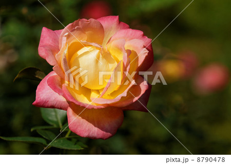 旧古河庭園の爽やかな覆桃のバラの花・朝雲 8790478