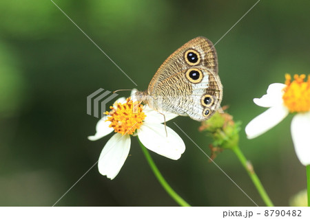 マサキウラナミジャノメ 8790482