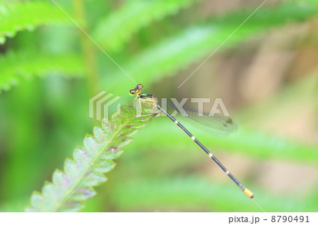 マサキルリモントンボ （タイワンルリモントンボ） 8790491