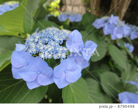 紫陽花 8790498