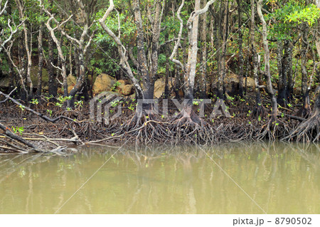 西表島・浦内川のマングローブ 8790502