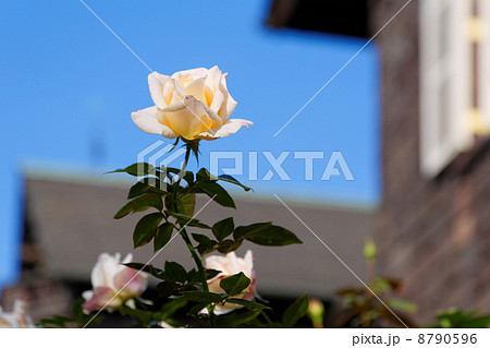 旧古河庭園の洋館と淡桃色の薔薇の花・バニラパフューム 8790596