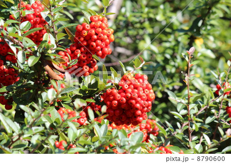 ピラカンサスの真っ赤な実 ピラカンサスの真っ赤な実 8790600