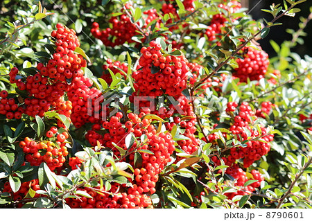 ピラカンサスの真っ赤な実 8790601