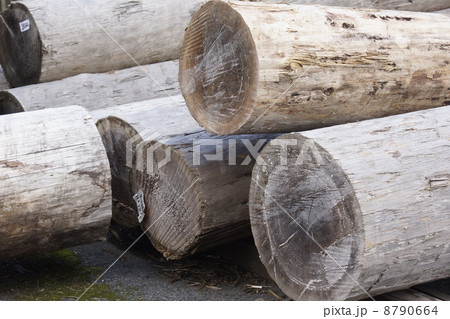 材木置き場 材木置き場 8790664