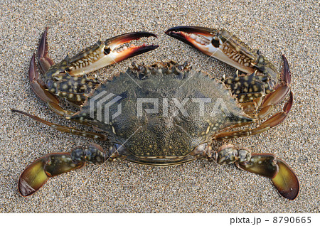 タイワンガザミ メス の写真素材