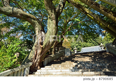 宇都宮散歩・赤門の桜　慈光寺 8790685