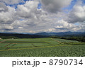 夏のキャベツ畑 8790734