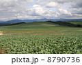 夏のキャベツ畑 8790736