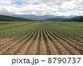 夏のキャベツ畑 8790737