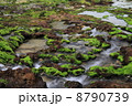 渓流とチャツボミゴケ 8790739