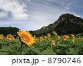 夏のひまわり畑 8790746