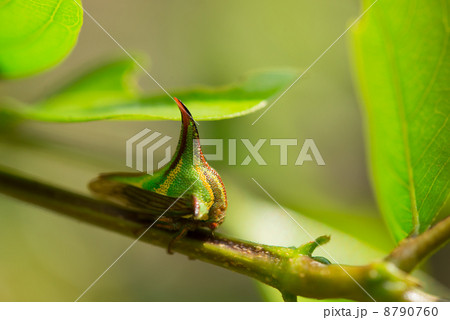 バラノトゲツノゼミの一種 8790760