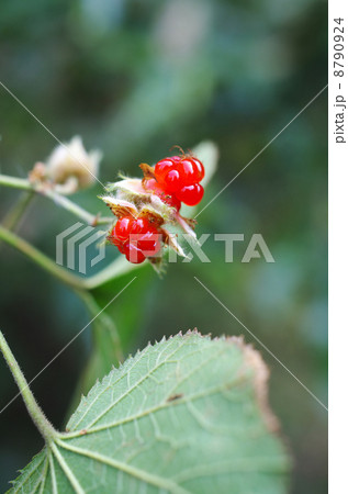 冬のキイチゴ 8790924