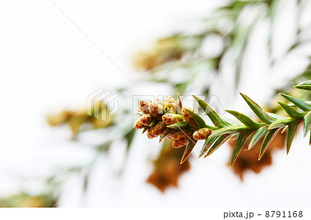 スギ花粉 8791168