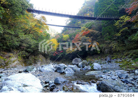 樅木の吊り橋　 8791684