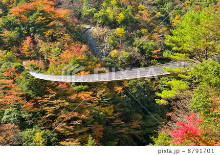 梅の木轟吊り橋　 8791701