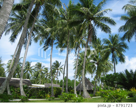 もっと日差しをとタヒチの空に突き出た椰子の木 もっと日差しをとタヒチの空に突き出た椰子の木 8791723