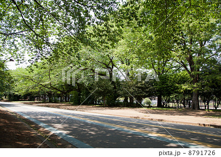 新緑 新緑 8791726