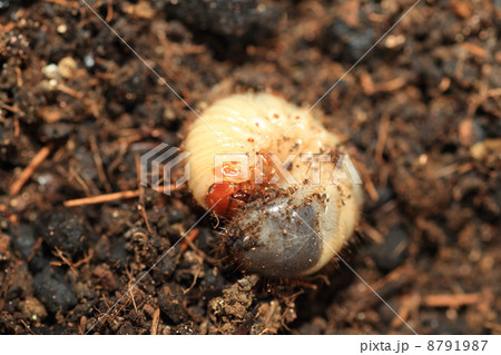 カブトムシの終齢幼虫 8791987