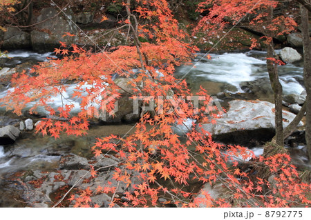 強滝渓谷 8792775