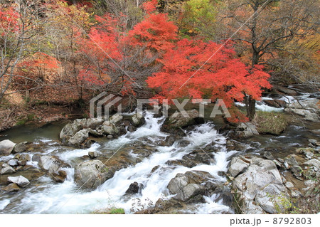 強滝渓谷 8792803